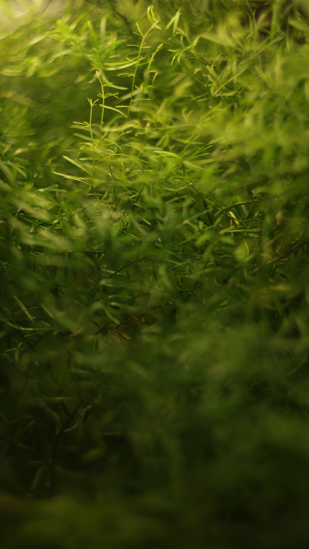 Тестовая студия Light